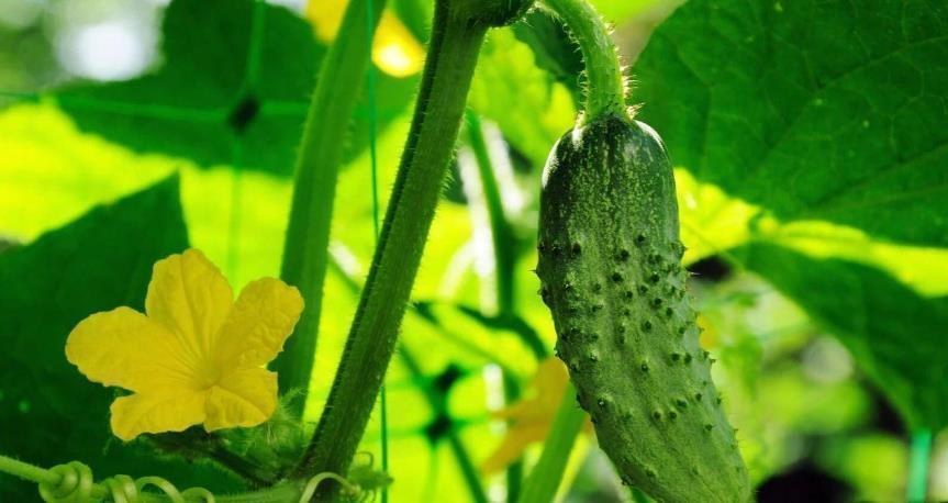 鉴别|还在吃“激素黄瓜”?学会4个鉴别小妙招,再不怕买到激素黄瓜