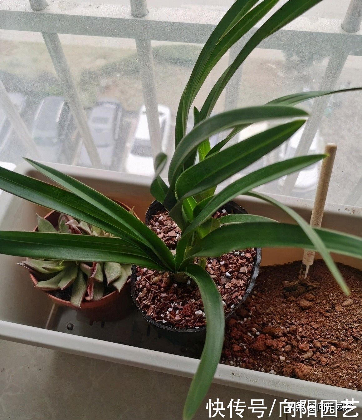 建兰不开花？哪里出问题了？施加氮，磷肥，花期准时开花