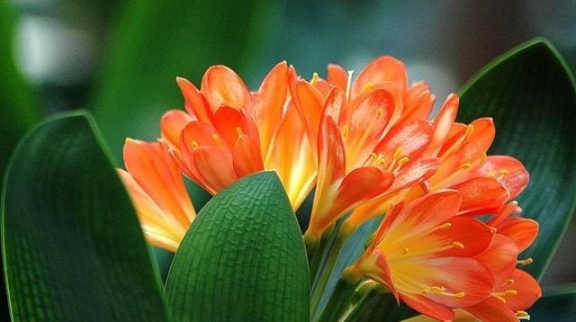 君子兰不开花,提前做好“几点”,花芽快分化,花剑“猛蹿”!