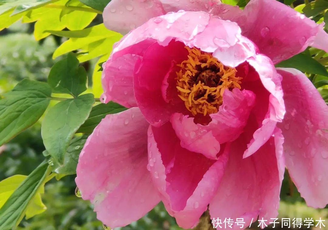 马上进入花期的花,10天一次肥,下个月就开花