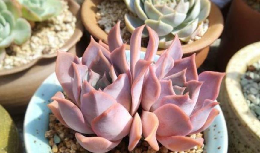 多肉植物|秋天养盆多肉露西娜，越晒颜色越粉嫩，仙气十足惹人爱