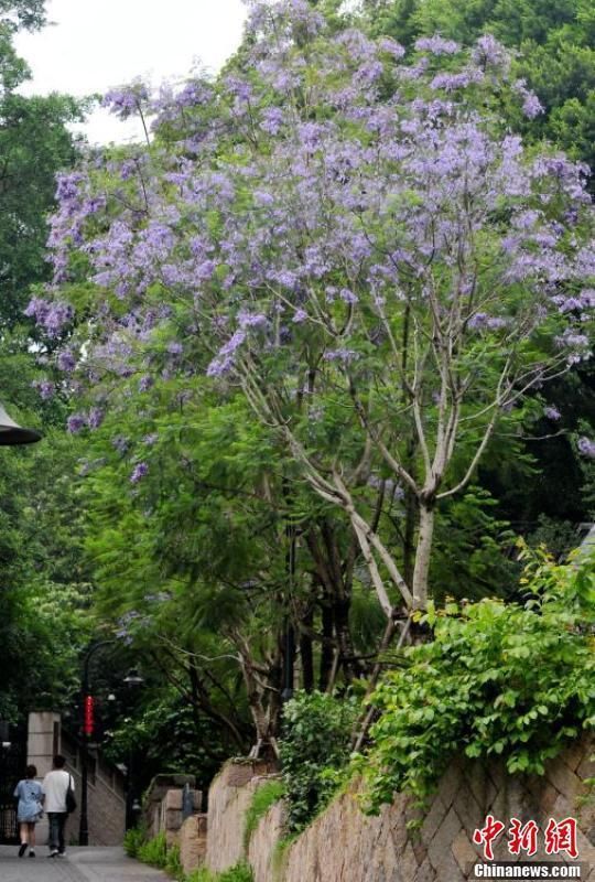 蓝花楹盛开 福州街头充满浪漫色彩