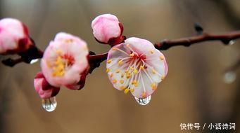 吹面不寒杨柳风|这首只有28字的小诗,意境唯美,读来犹如走进画境,诗作竟出自一位僧人之手