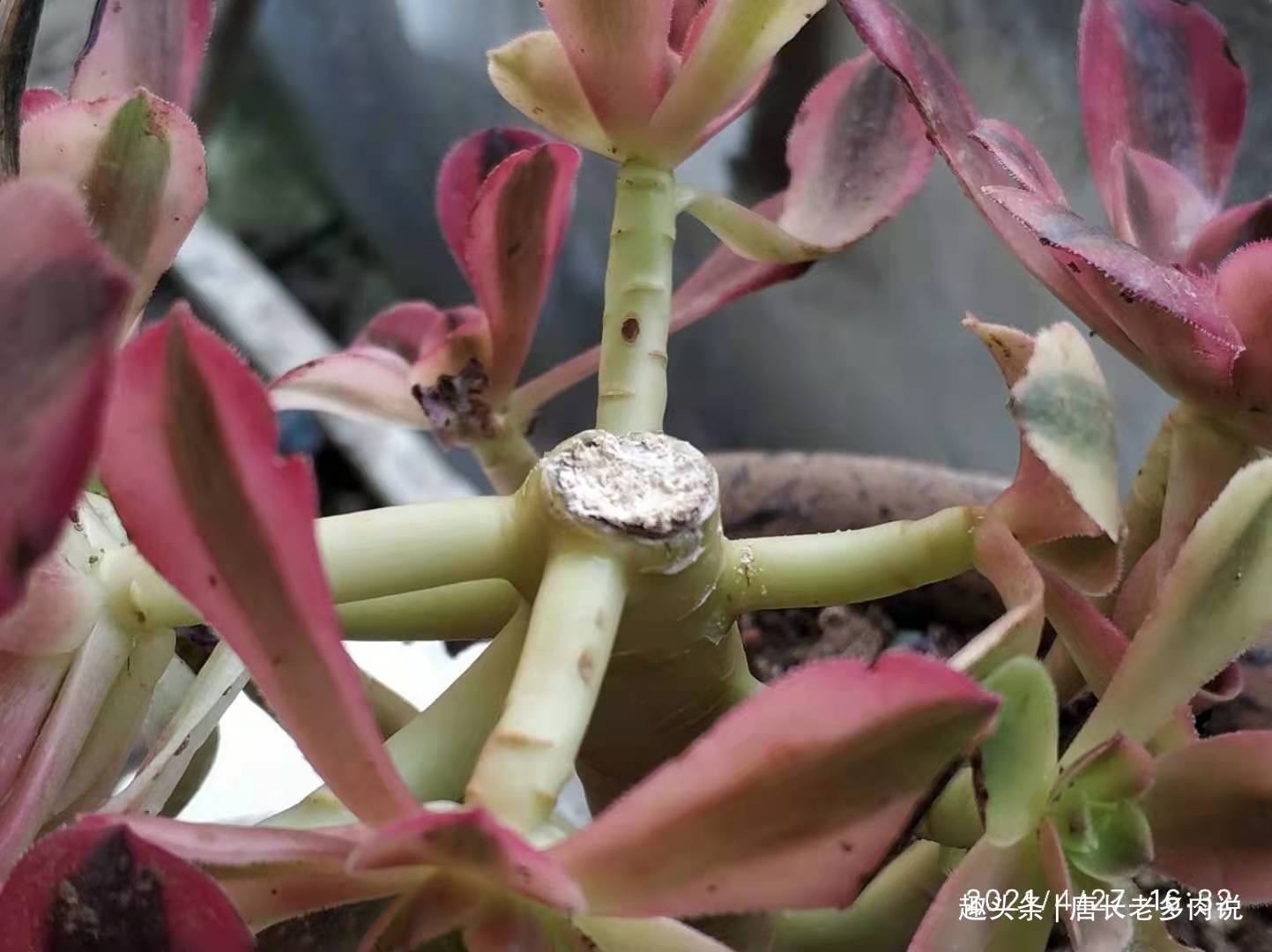 法师多肉一碰就掉叶子两种原因和对应的处理方法,看看就学会了