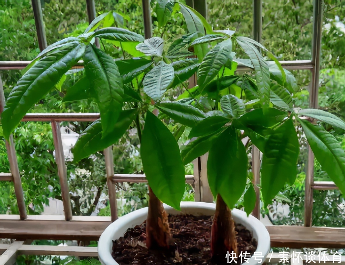 辟邪|镇宅辟邪的风水植物:龙骨,盆栽做到这些,个头猛窜、开花漂亮