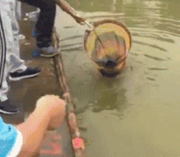 |搞笑GIF:发现武林高手了!这一脚让我从此踏上了不归路