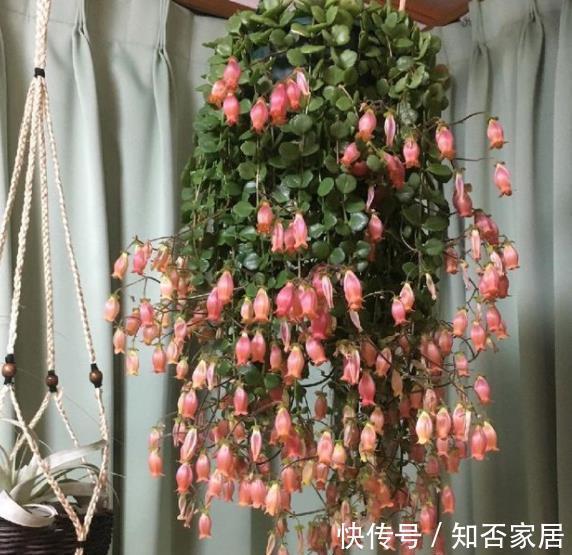 菲菲|3种高颜值长寿花,每一种都让人爱不释手,皮实好养易爆花