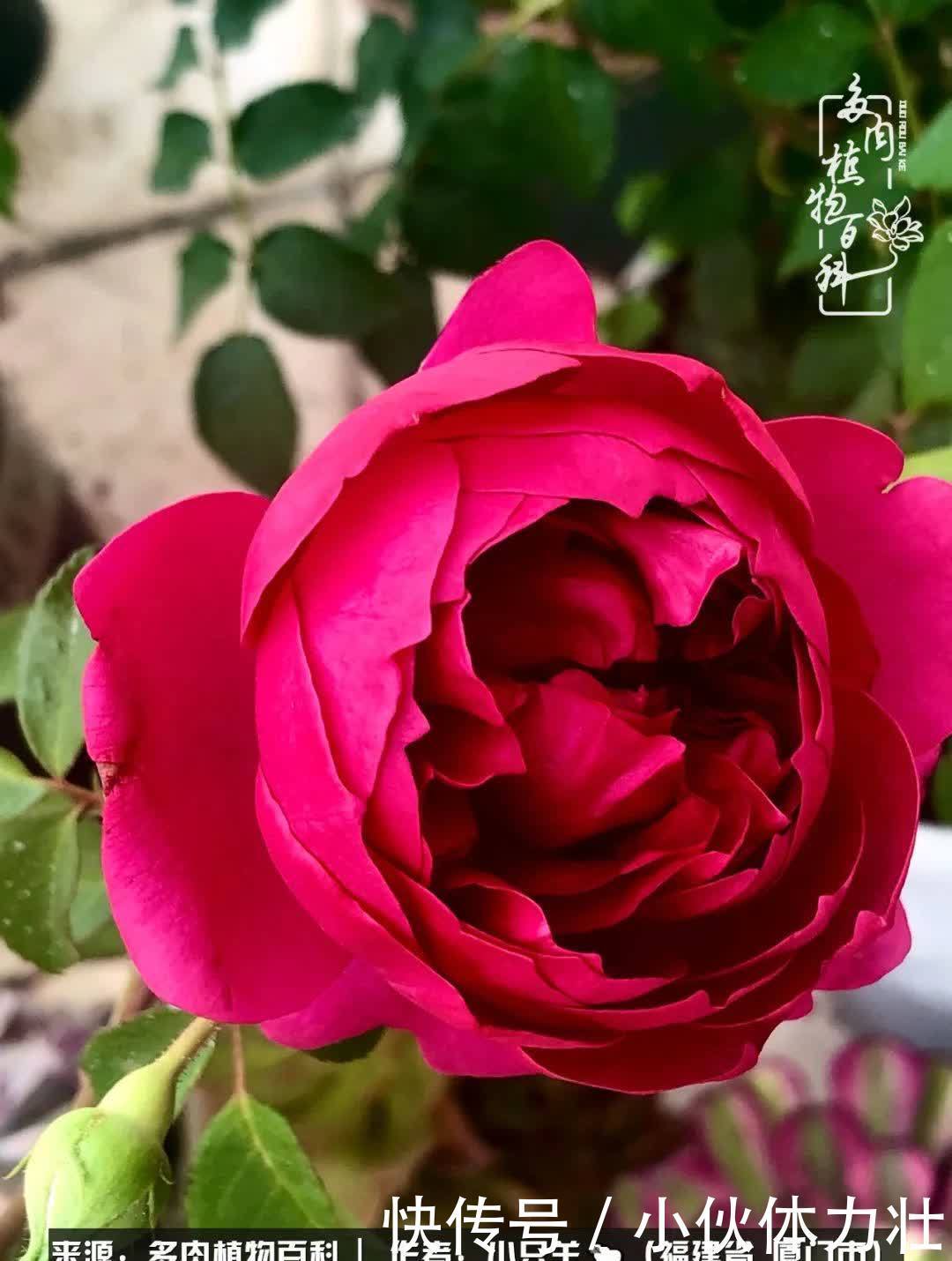 多肉,似星辰大海般的璀璨!