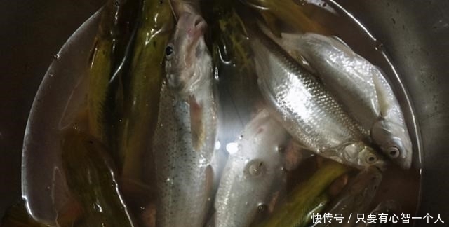 牛尾巴|广西钓友地下河出口钓起许多“奇怪黄辣丁”,最大的四十多公分长