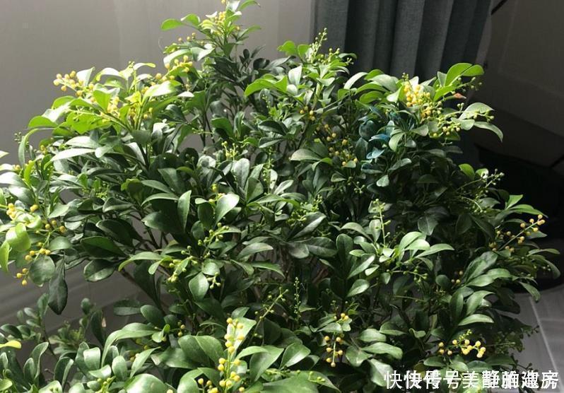 家中常见的6种花是“醋罐子”，多浇点酸水，叶子才能绿得发亮