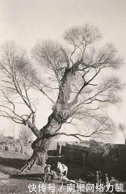 街头|晚清时期老照片:图三是凉州街头,图四养鸡的农妇内心很富足