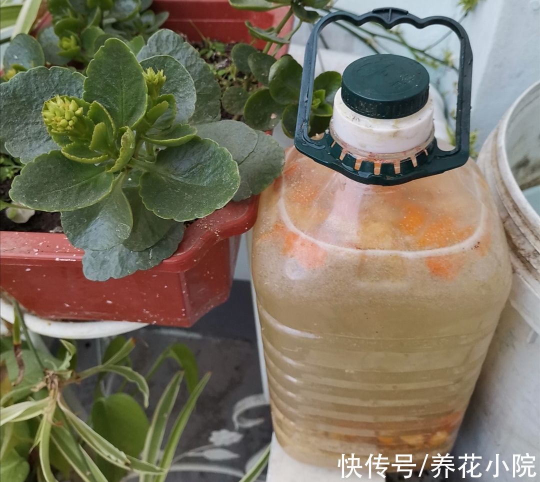 有机肥|花肥不用买,这些东西做成“花肥”,养什么花都长得旺