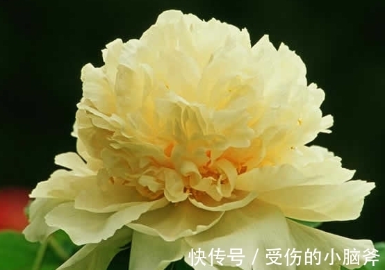 事业|从明天开始,得天独厚,桃花朵朵,事业成功,财源广进,生活富裕