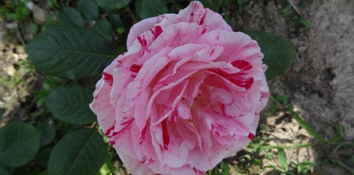 喜欢菊花,不如养盆“精品玫瑰”美人脸玫瑰,翩翩起舞,高贵迷人