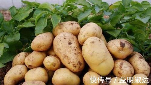 人犯|立秋后,常吃土豆好处多,但切忌与一物同食,偏偏很多人犯错误