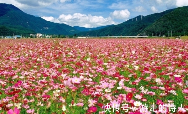 生肖鸡|11月26日-11月30日，吉祥平安，运势喜人，财运滚滚而来