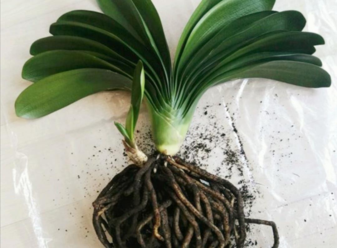 旺盛|君子兰叶子瘦小,不长新叶,4个方面多注意,很快恢复旺盛