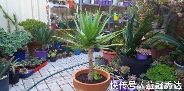 芦荟|芦荟不值钱,养成“老桩”很稀罕,叶子胶质多,越老越值钱!