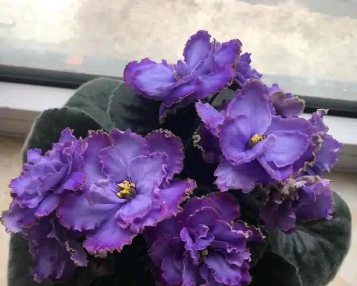 很耐阴的小花,四季开不断,花开很灿烂,适合新手养