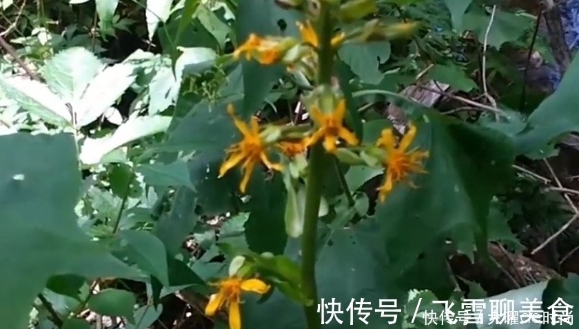 老中医|树丛中的这种野草,人称“葫芦七”能吃能用,老中医咳嗽都用它