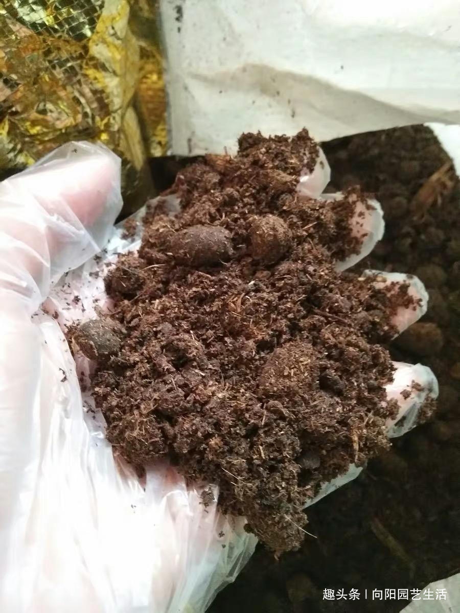 春天养花,准备“3种”肥料,开花不用犯愁,爆花效果非常好