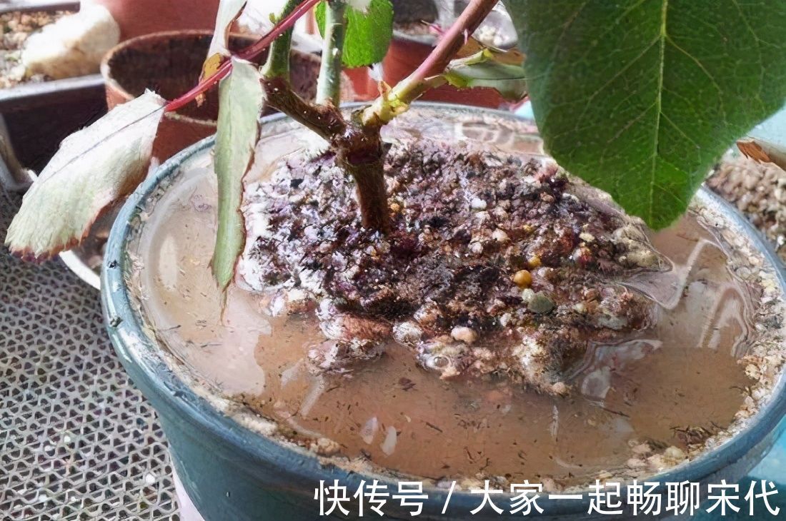 植株|浇花必懂知识:“见干见湿”和“干透浇透”有什么区别