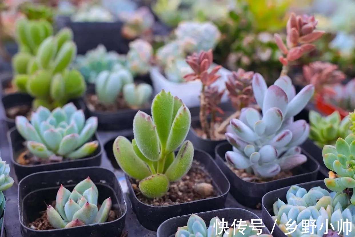 花盆|不管你是萌新还是大神,这两款漂亮的老桩多肉。都值得入手