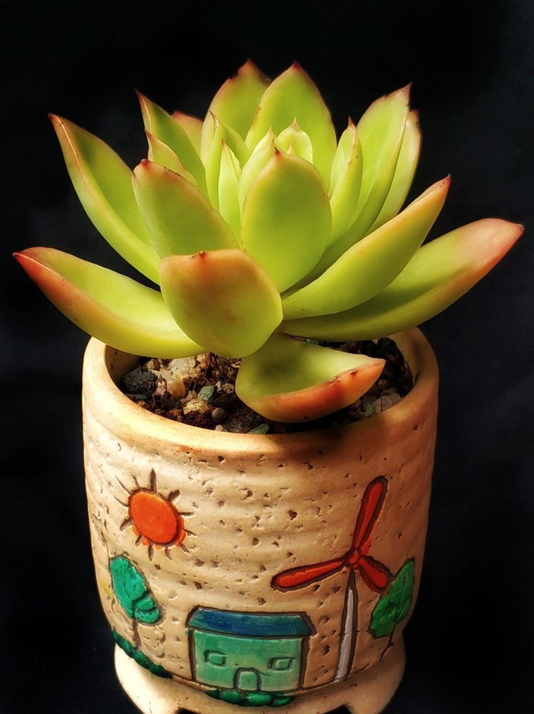 成长|与多肉一起走过的日子,见证多肉的成长过程!