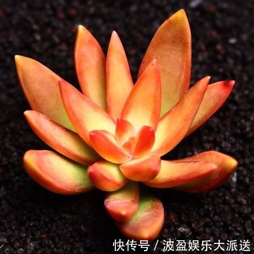 彩虹色的多肉你见过吗,阳台这么一摆,邻居嫉妒的想出大价钱买!