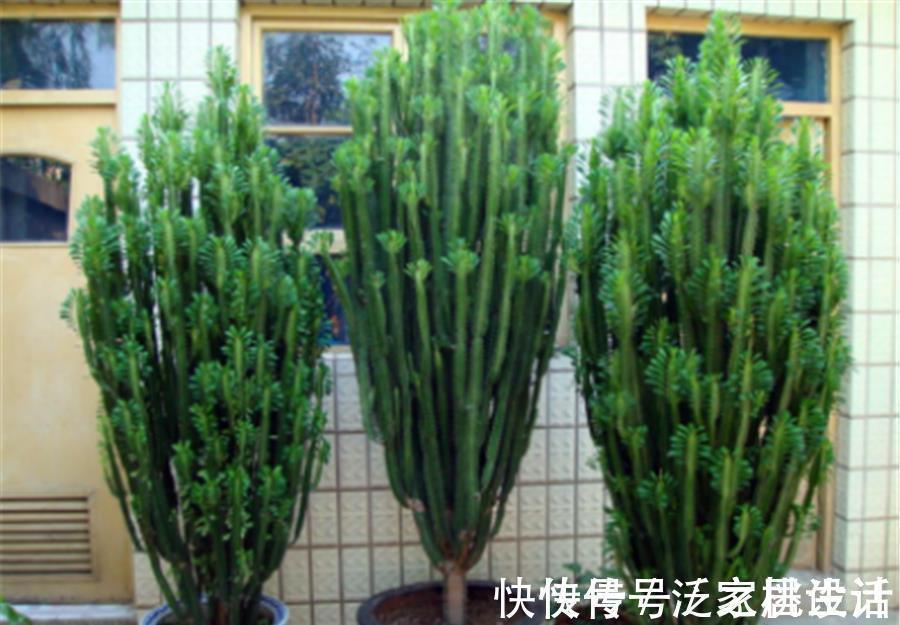 生根剂|威猛霸气的龙骨，夏季扦插正当时，做好5个点，快速生根长得壮