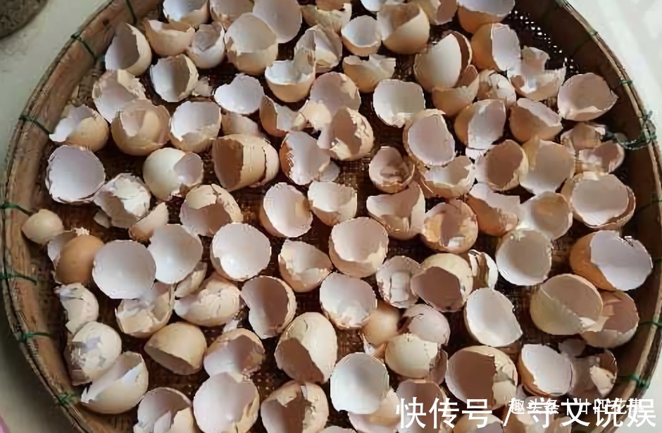 花草|吃完3样东西,留下“废壳”,闷一闷拿来养花,比营养土强10倍