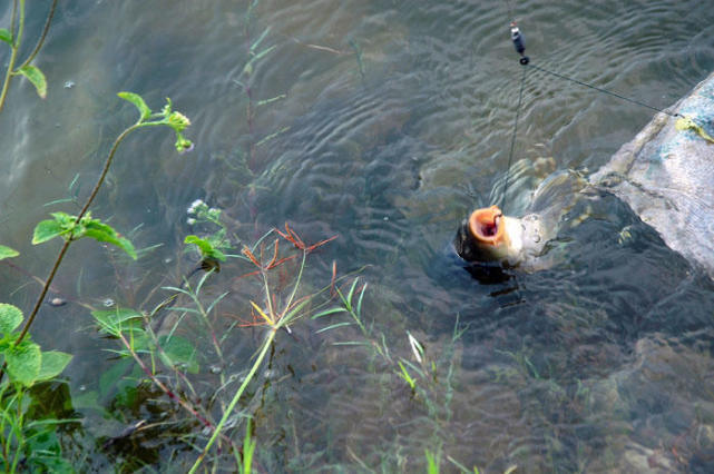 野钓一般钓多深的水容易被大家忽视的问题