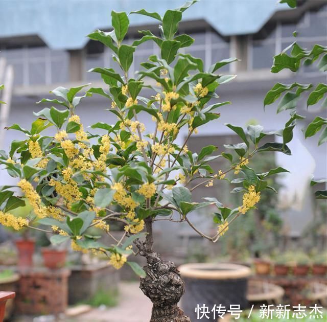 耐寒|夏天“最香”的花卉,比香水还好闻,四季花开,耐寒耐热还好养