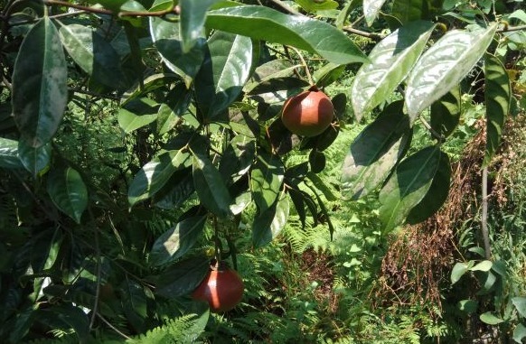 茶油|农村野果以前掉落一地无人要!现在榨油一斤200元!宝妈们最爱!