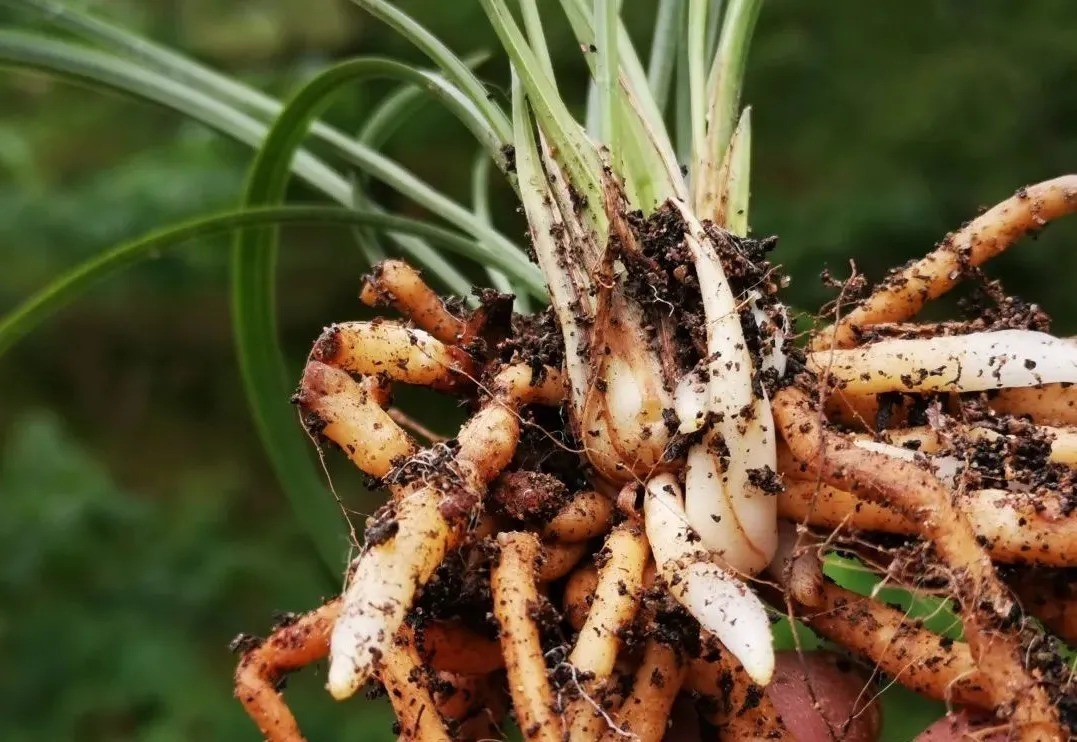 学会使用兰菌,兰花成活率倍增,无论春兰或蕙兰,新手兰友也能懂