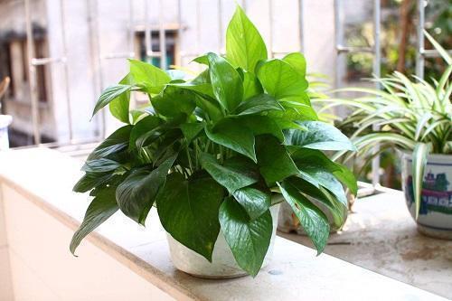 绿萝到底怎么浇水2个浇水技巧,学会浇水就能把绿萝养爆盆