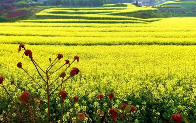 重庆江津黄庄村：春赏油菜花 秋收高粱米