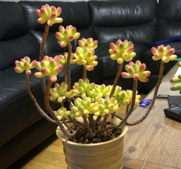 想让多肉出状态,从“2方面”下手,根壮叶肥,越长越美