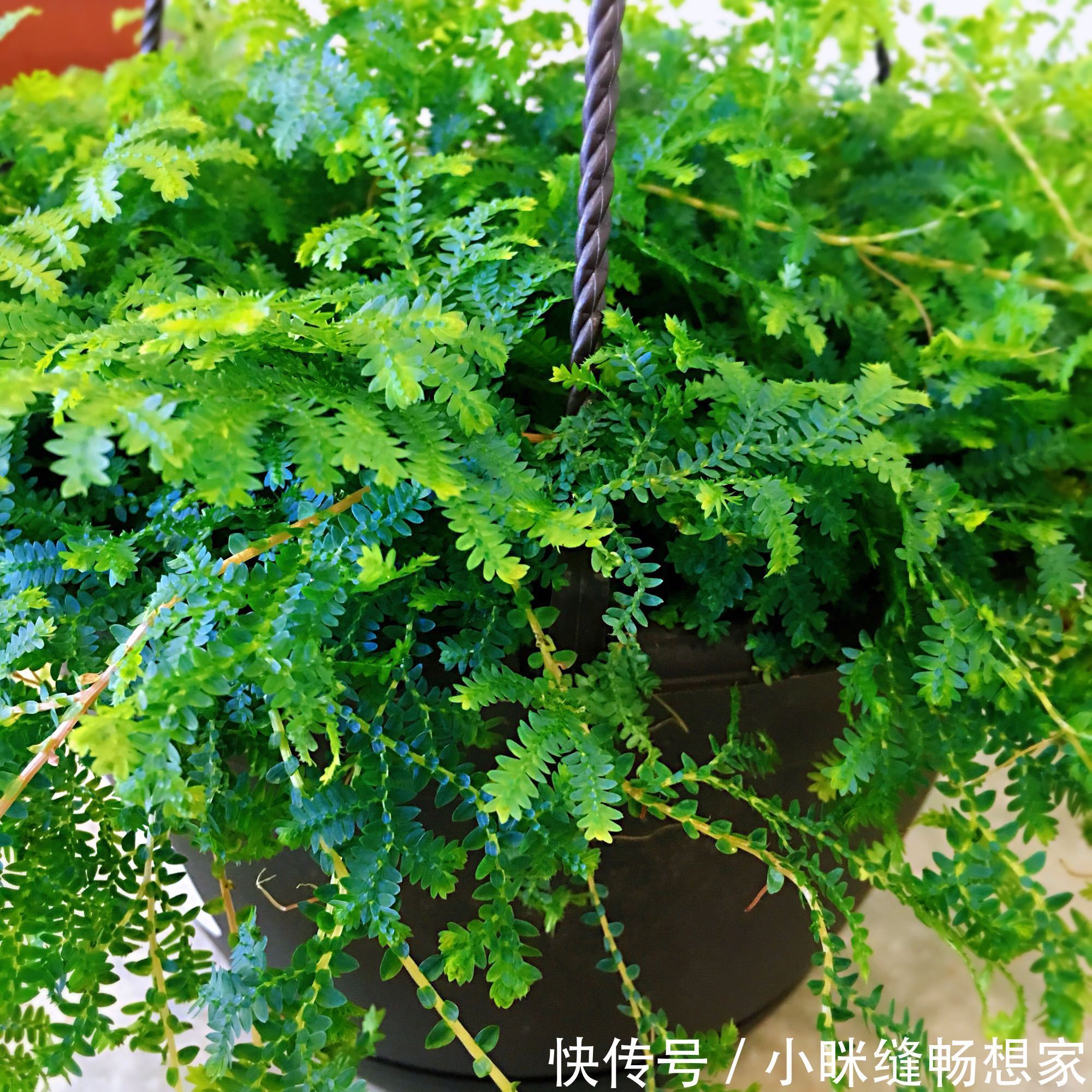 养烦了绿萝吊兰何不养一盆翠云草,喷喷水就能爆盆成瀑布