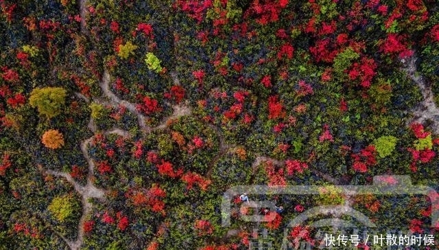 老年|江西三江交汇处映山红开满山，可远眺于都县城，花开如海非常壮观