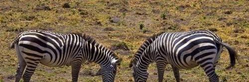 口服|治疗过敏性鼻炎,选氯雷他定VS西替利嗪?你该知道的都在这