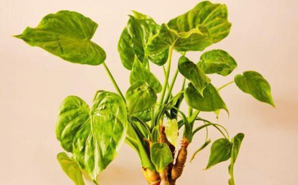 再美观也不能在家里养的3种花,不知你家有没有,尤其是第二种