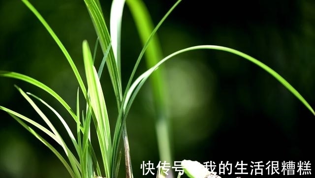 兰花能用透明塑料盆养吗？这样使用效果更好，新手兰友须知