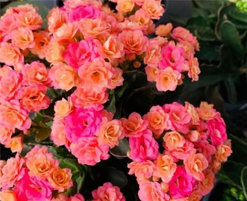 浇水|长寿花不现苞?直接“放大招”,花苞直冒,开花不断大半年