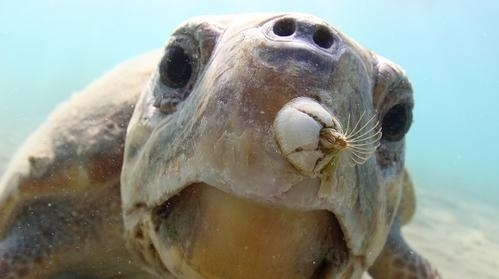 120和蛋总“吵架”、Infi痛斥000“榨汁”真魔兽春晚精彩度拉满