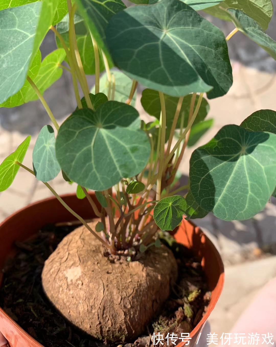 九死还魂草|9种养不死的花,绿萝只能排最后,再养不活就剁手吧