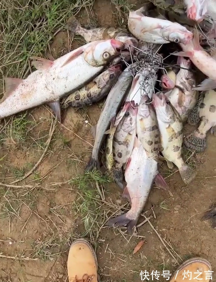 10分钟钓几十斤鳜鱼、翘嘴鱼？江西钓友晒渔获引热议