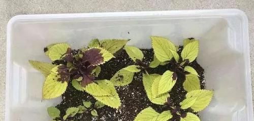 繁殖|买个保鲜盒扦插繁殖盆栽植物,成功率可以提高几倍