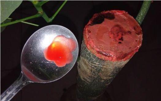 10个偏方,能省不少钱,把花养的又肥又壮