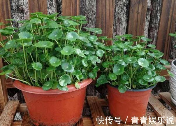 居家养花怕土壤结块花盆底放上它们，透水透气都很便利